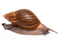 Achatina achatina achatina Ghana typ 2 F1, 12cm